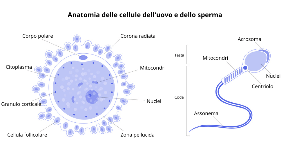 Anatomia delle cellule dell'uovo e dello sperma